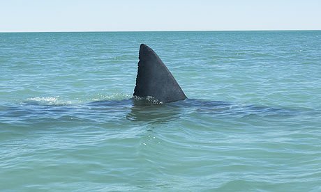 Shark fin sticking out of water